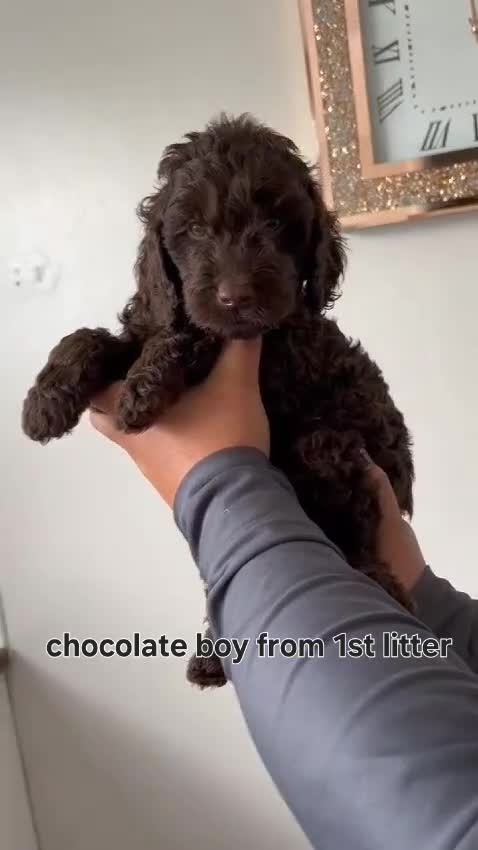 Cockapoo dogs for sale: Cockapoos Chocolate Merle health tested - Video 1