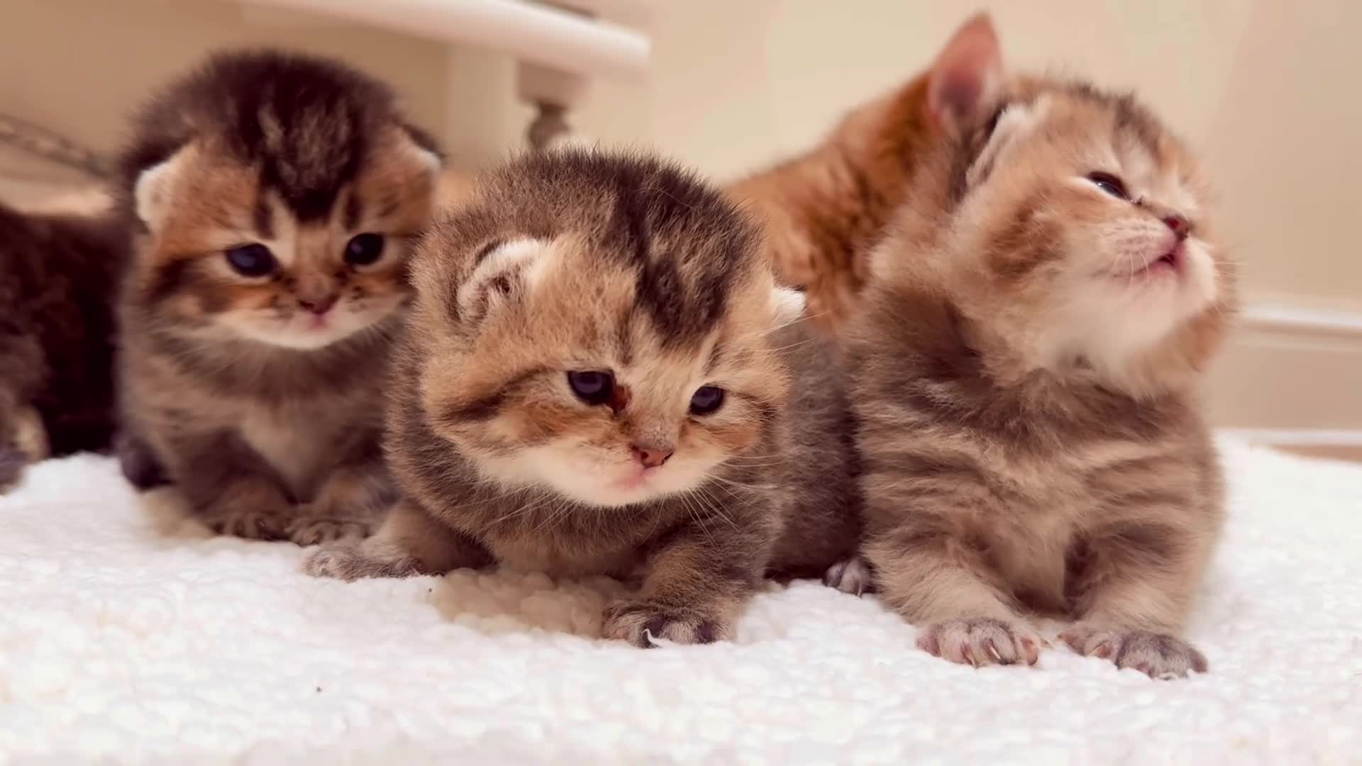 British Shorthair cats for sale: ✨Beautiful British Shorthair Kittens✨ - Video 3