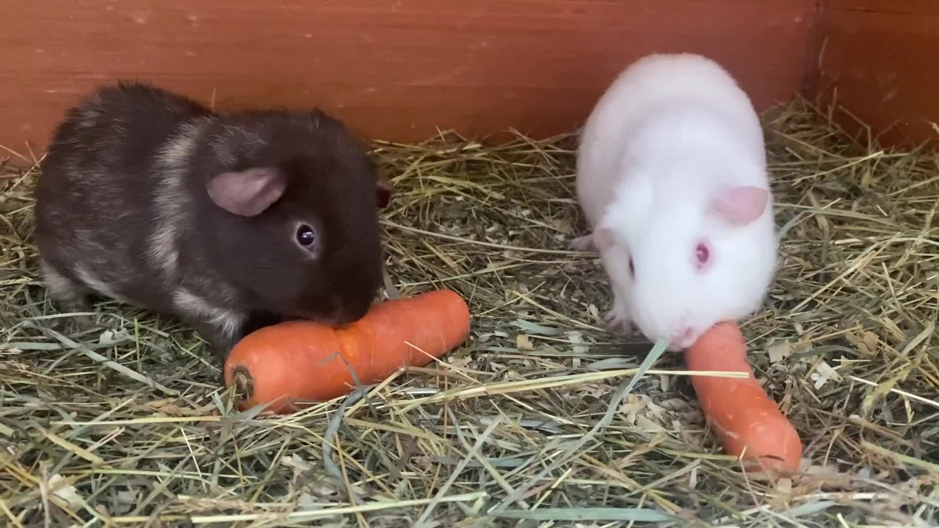 Guinea Pig rodents for sale: Mix of baby boy Guineapigs  - Video 1