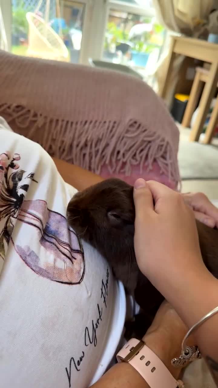 Dwarf Lop rabbits for sale: Absolutely gorgeous chocolate dwarf lop for sale🤎 - Video 1