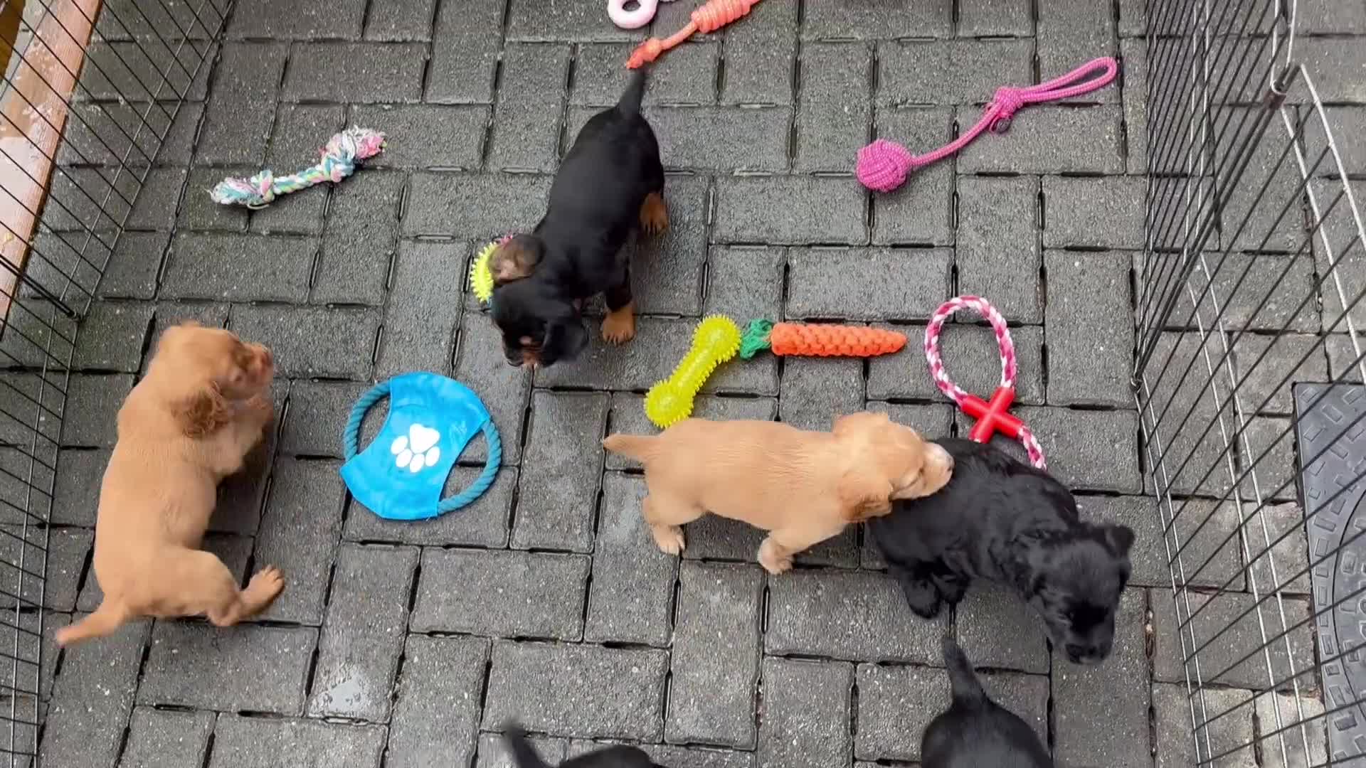 Cocker Spaniel dogs for sale: Working Cocker Spaniels  - Video 4