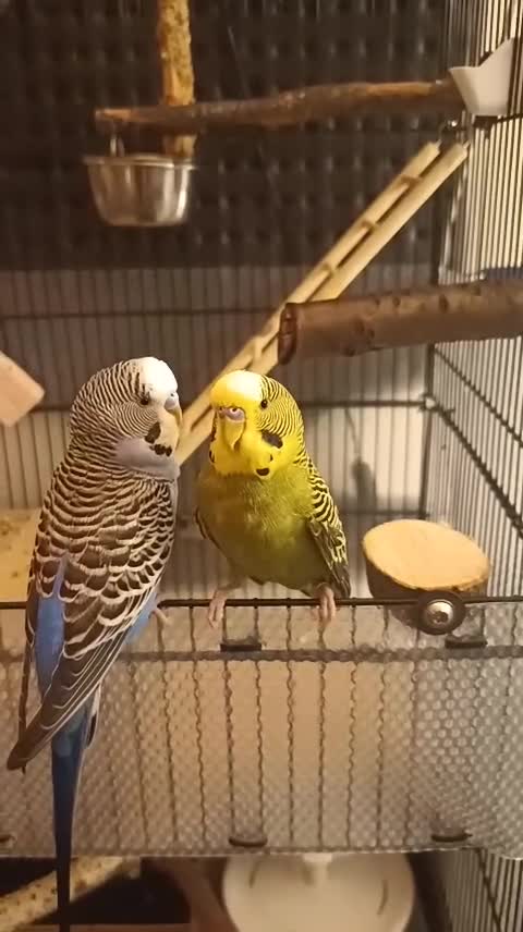 Budgerigars birds for sale: 2 Budgies PICO (blue) LEO (green) in Uxbridge - Video 1
