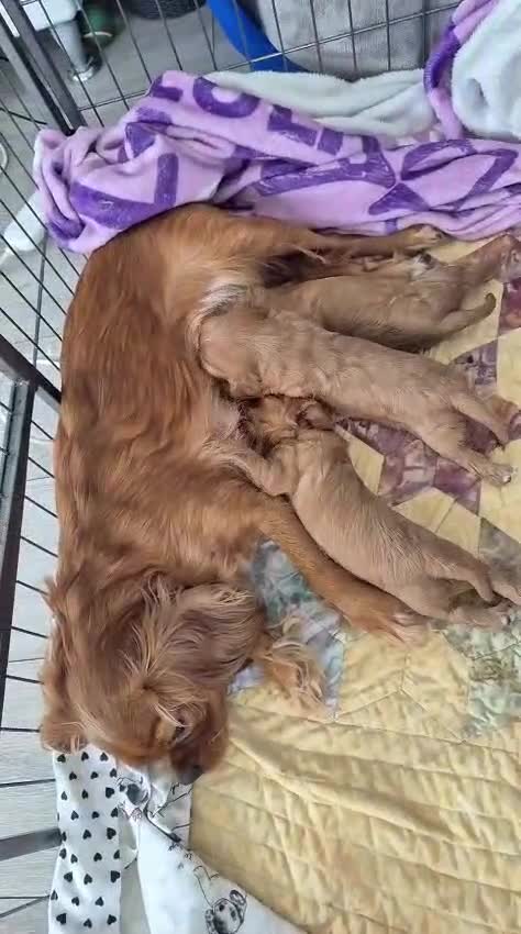 Cavalier King Charles Spaniel dogs for sale: beautiful ruby king charles cavalier  - Video 1