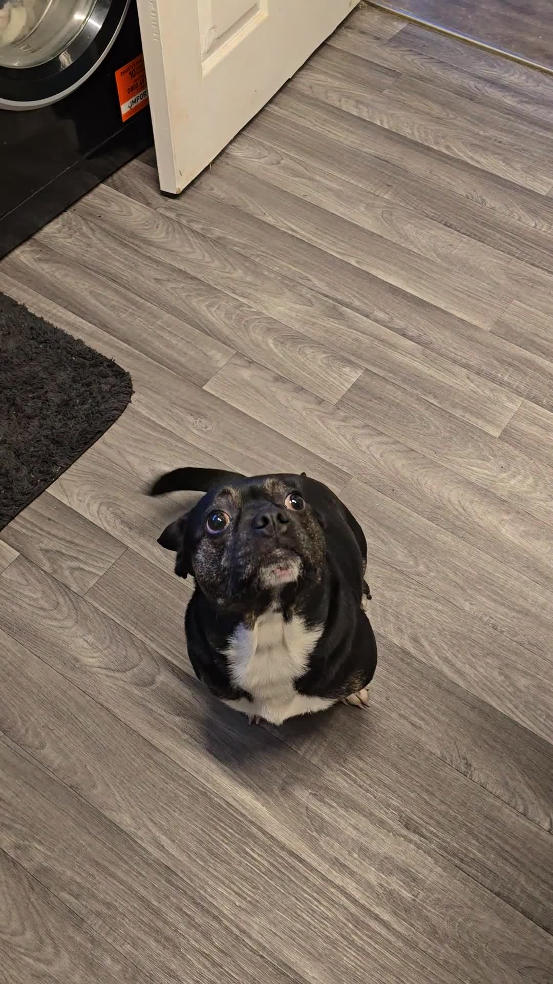 Mixed Breed dogs for sale: Beautiful fraffy 3 years old  - Video 1