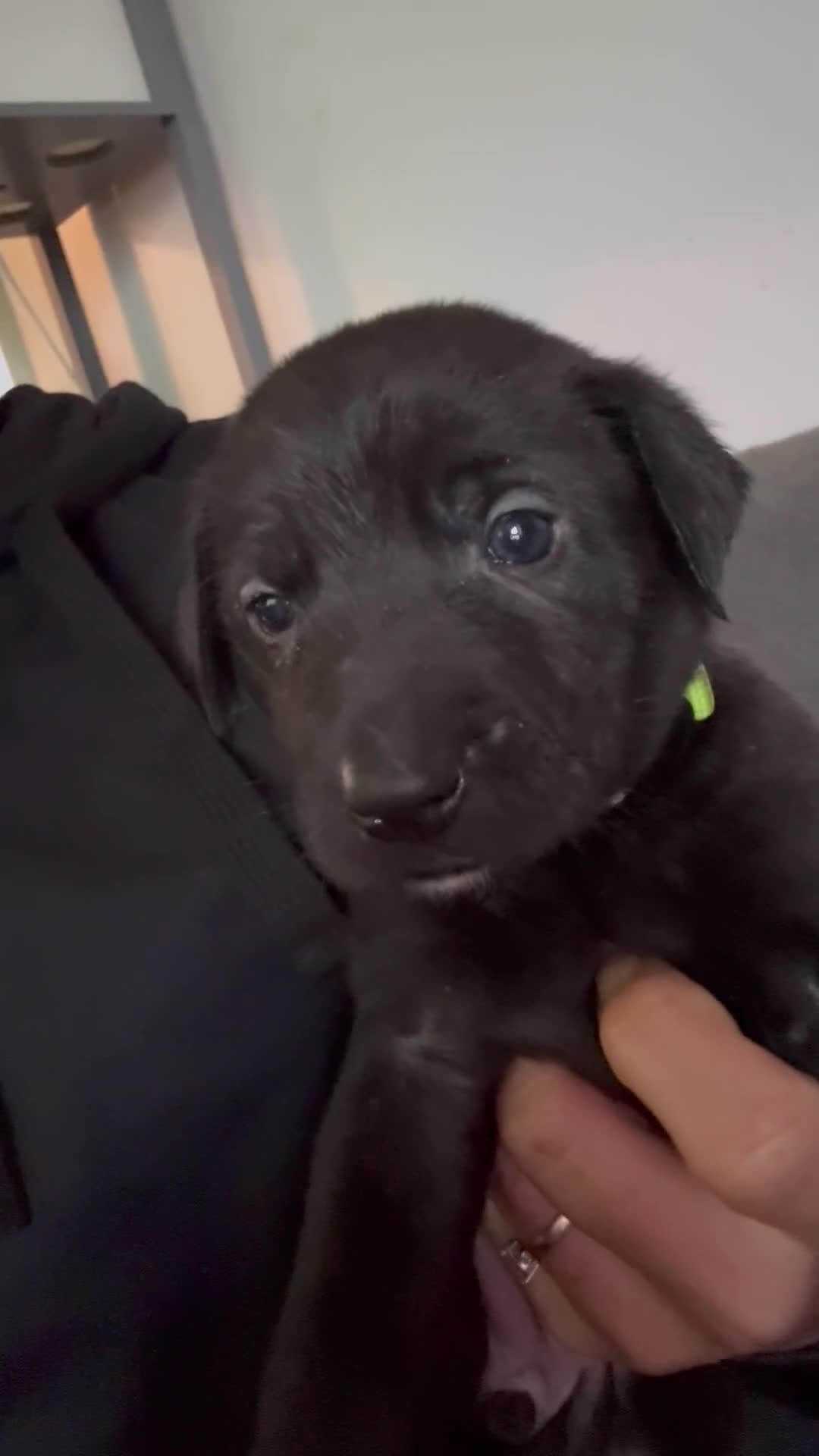 Mixed Breed dogs for sale: Staffy x belgian malinois  - Video 2