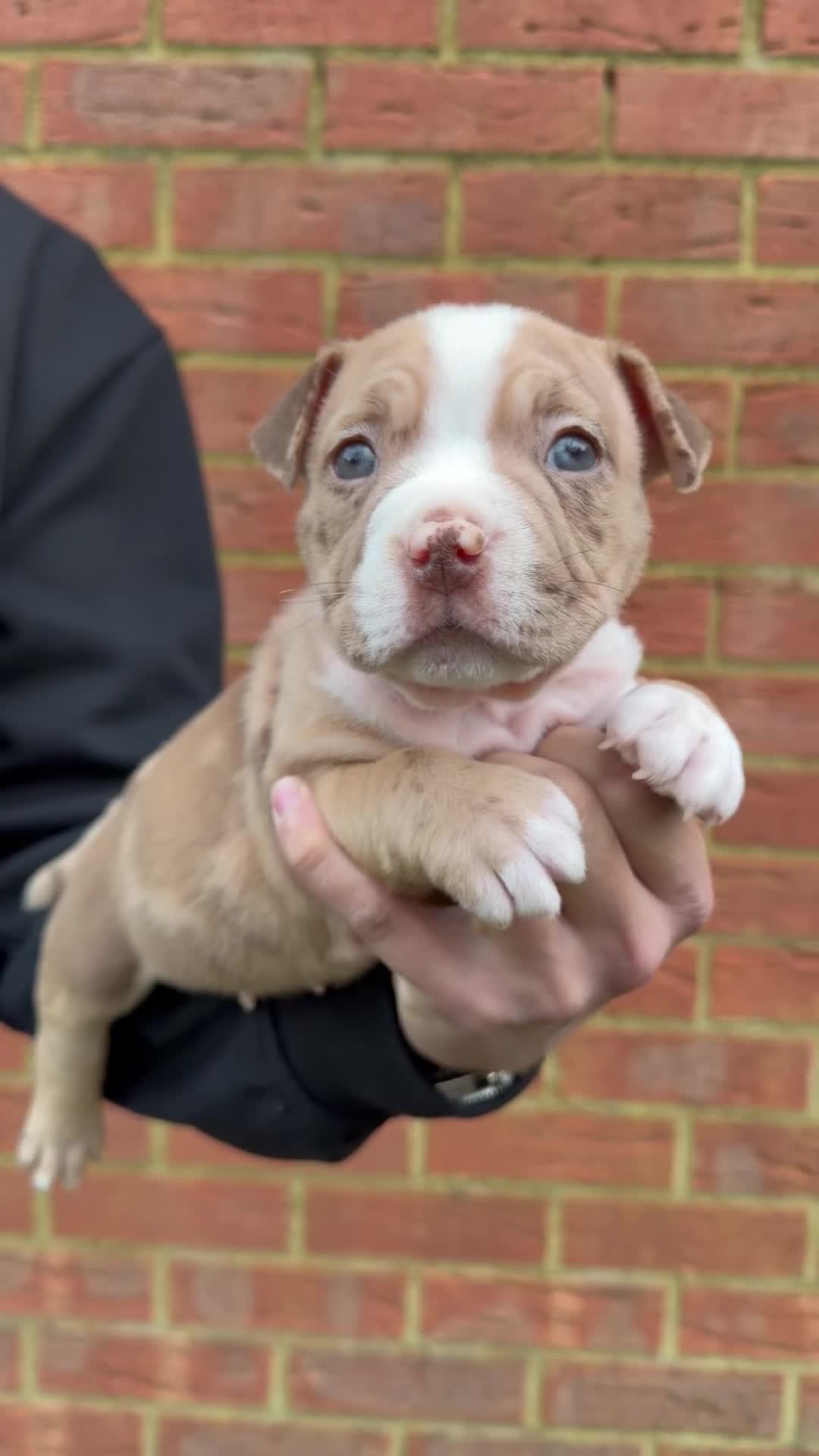 American Bully dogs for sale: American Pocket Bully VERY HIGH QUALITY  - Video 3