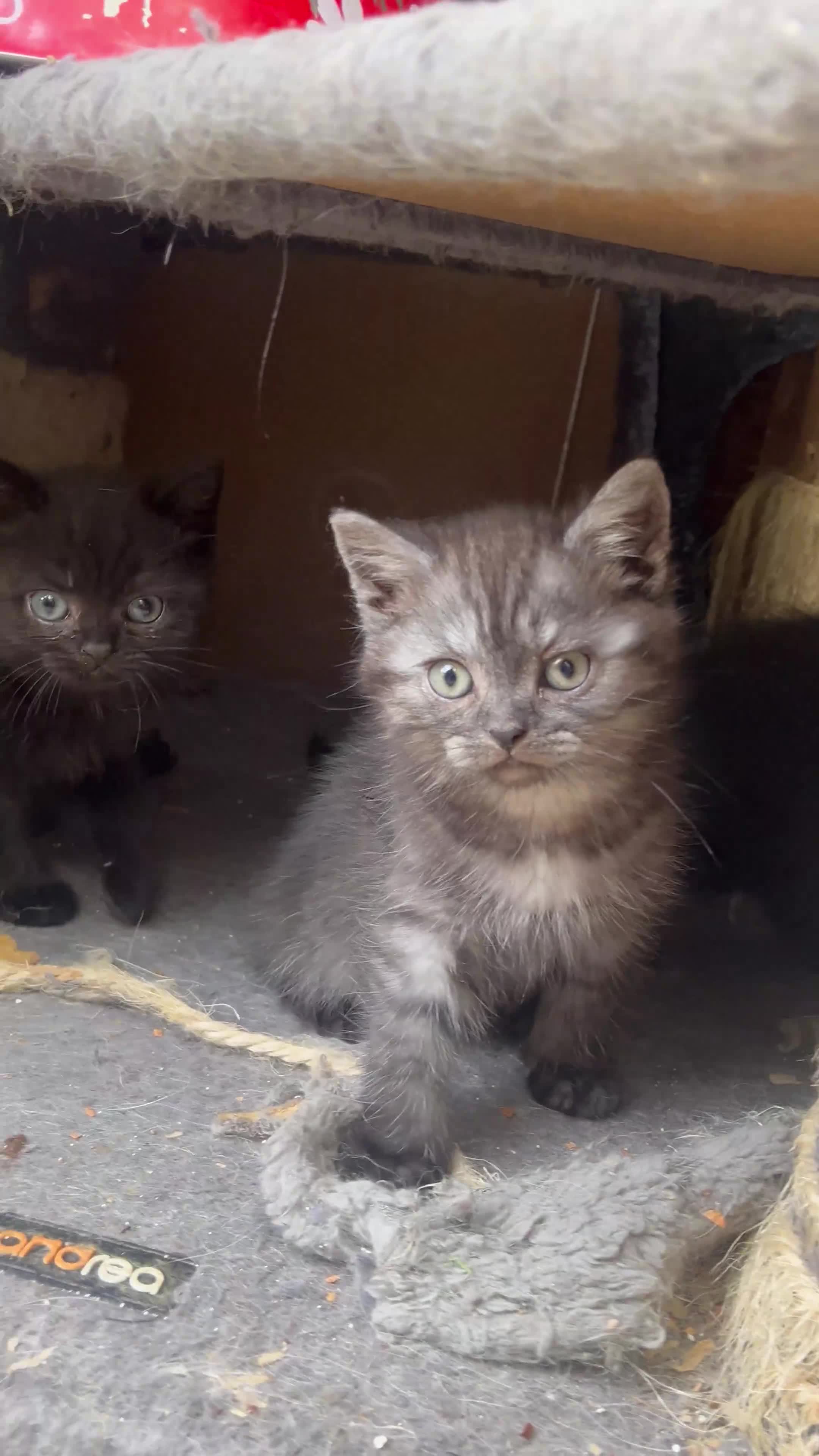 Persian cats for sale: Mixed breed persians - Video 3