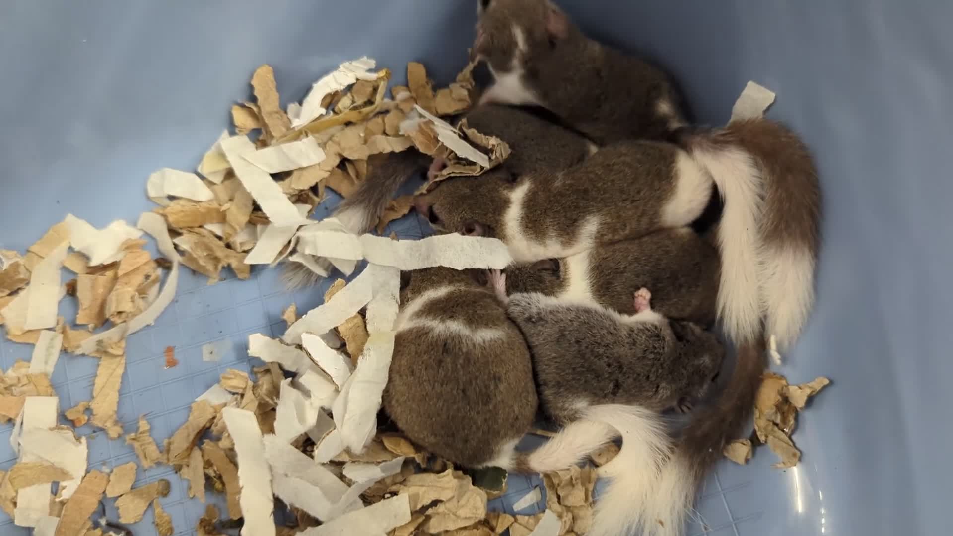 Mouse rodents for sale: Pied and Standard African Pygmy Dormice! - Video 1