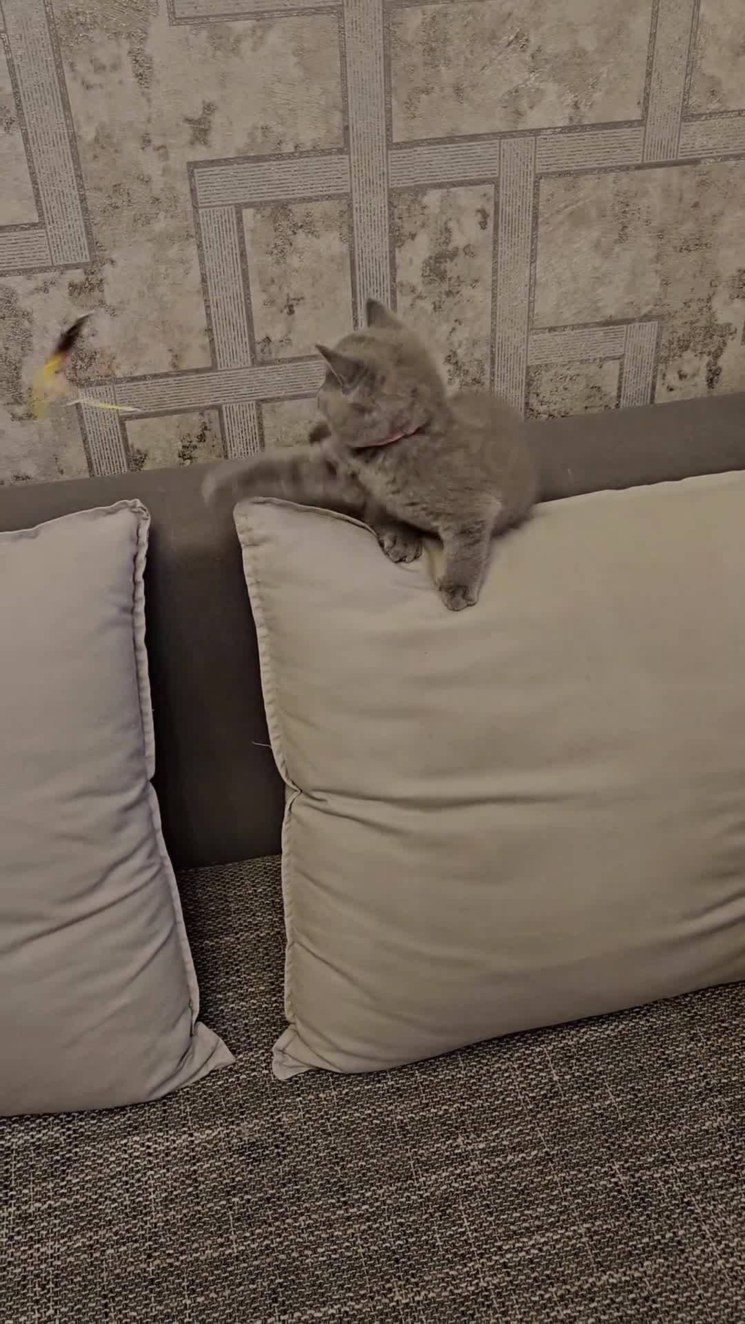 British Shorthair cats for sale: British Blue Shorthair kittens, GCCF pedigree - Video 2