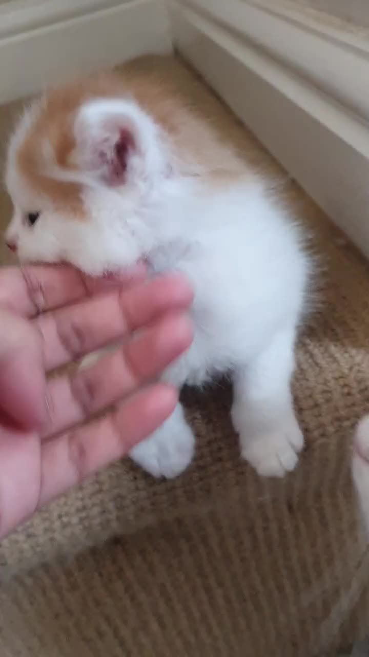 Mixed Breed cats for sale: Maincoon/ragdoll&Siberian kittens [price varies] - Video 1