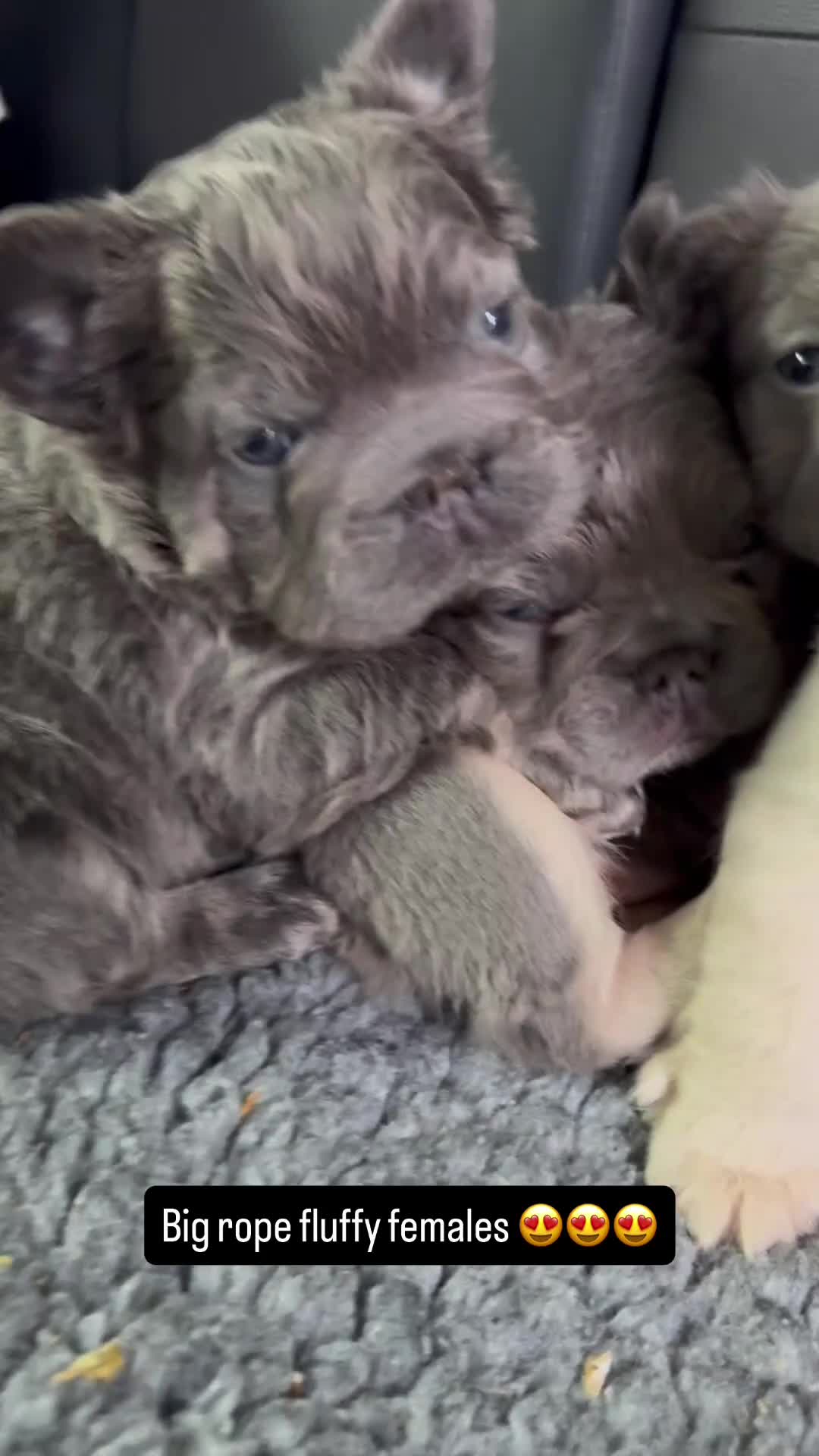 French Bulldog dogs for sale: **REDUCED**FLUFFY  FULL FLUFFY FRENCHBULLDOGS😍😍 - Video 1