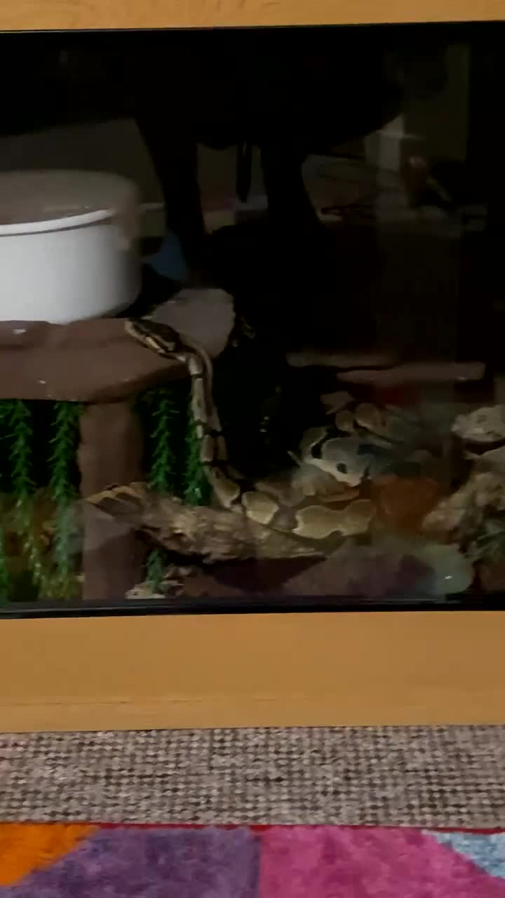 Python Snake reptiles for sale: Ball python and large vivarium for sale!  in Carlisle - Video 3