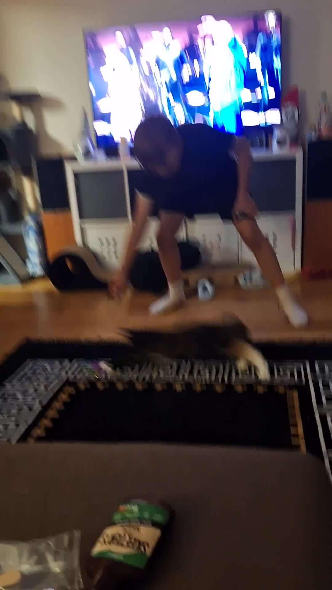 British Longhair cats for sale: Kitten almost 6 months old - Video 1