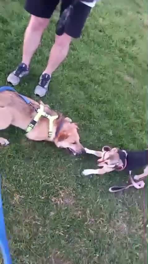 Mixed Breed dogs for adoption: 💙CACTUS💙 LOW-MEDIUM BOY LOVES WITH ALL HIS HEART in Folkestone - Video 3