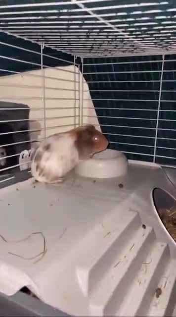 Guinea Pig rodents for sale: 2 male guinea pigs need rehoming asap.  in Ashford - Video 1