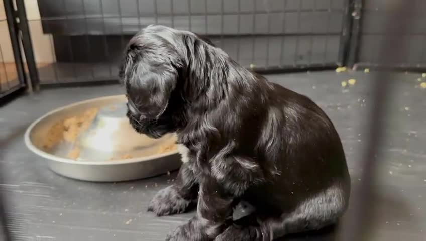 Cockapoo dogs for sale: Exceptional cockapoo pups- 1 Boy, 1 Girl left!! - Video 1