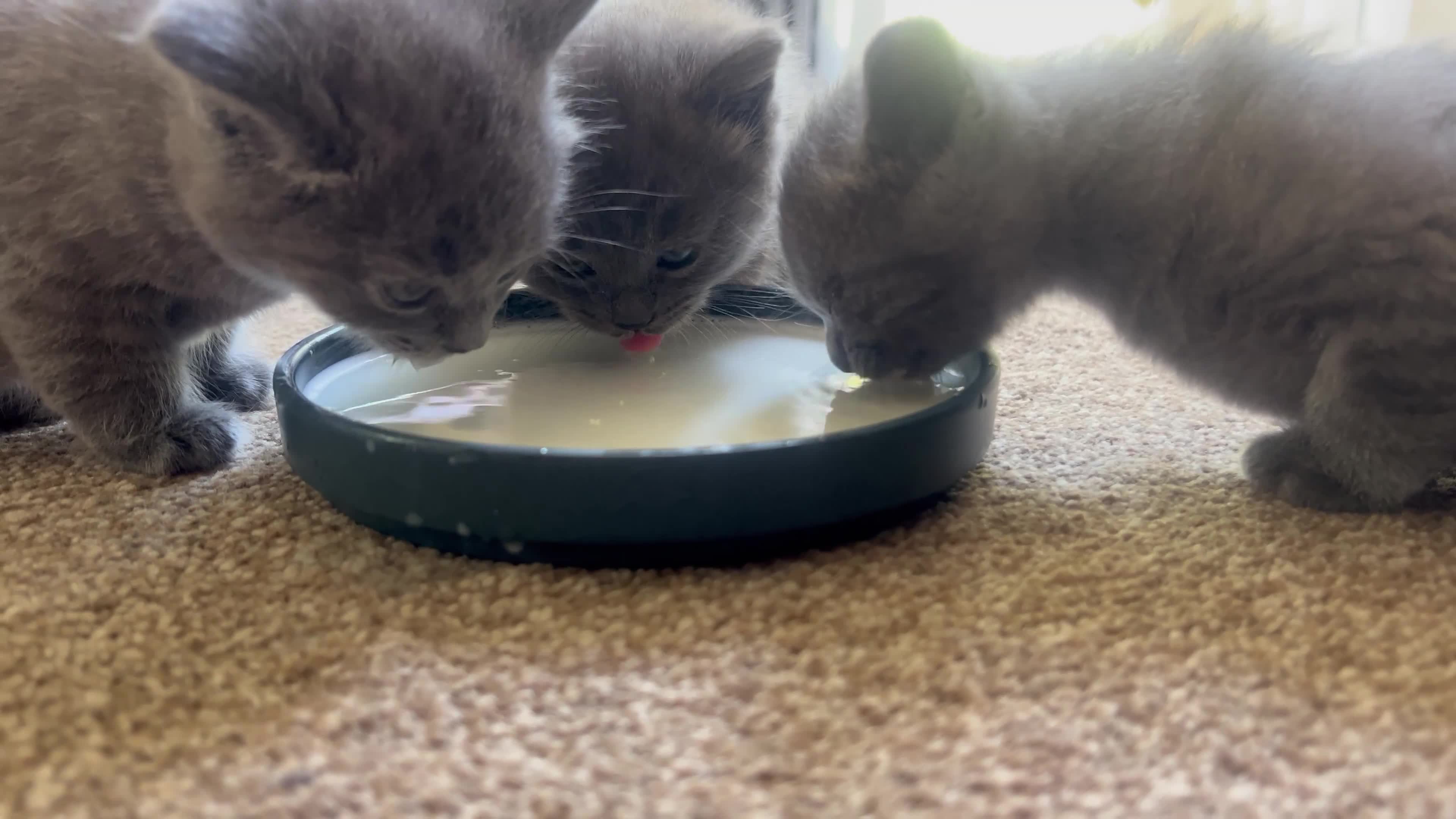 British Shorthair cats for sale: British short hair  - Video 4