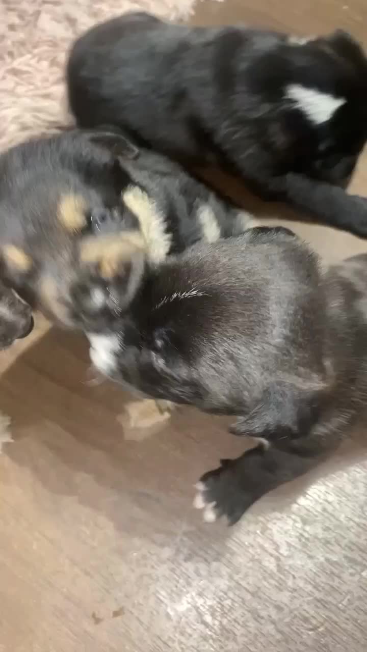 Mixed Breed dogs for sale: Bully cross terrier - Video 1