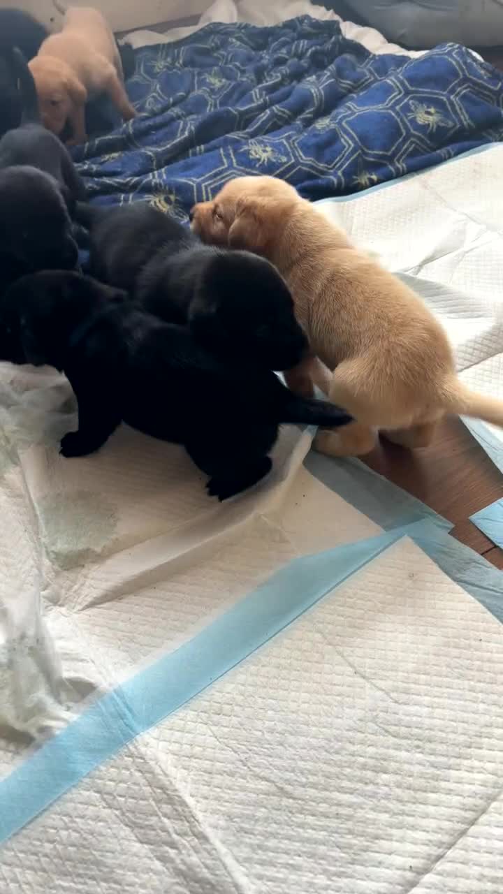 Labrador Retriever dogs for sale: Beautiful Labrador puppies - Video 1