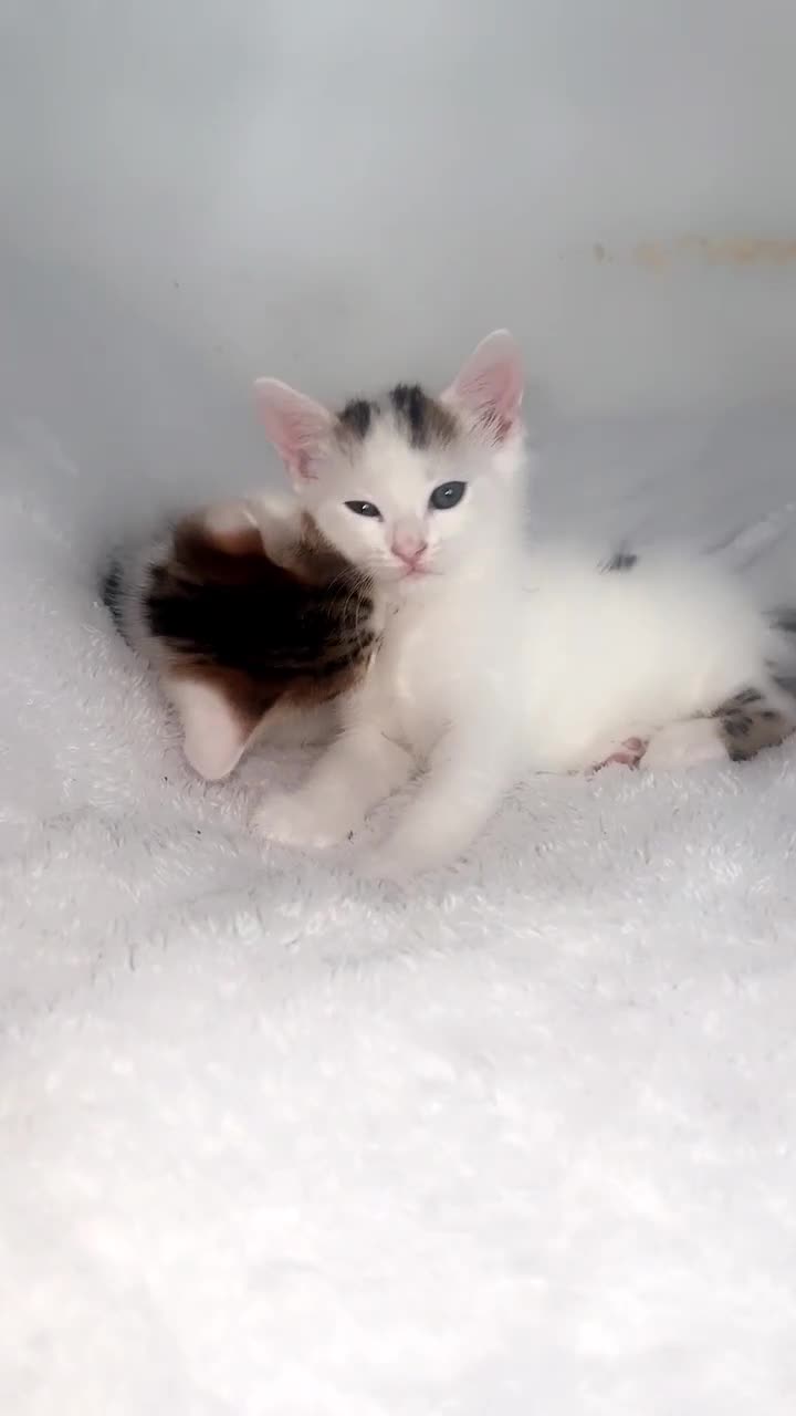 Domestic Shorthair cats for sale: Female kittens  - Video 1
