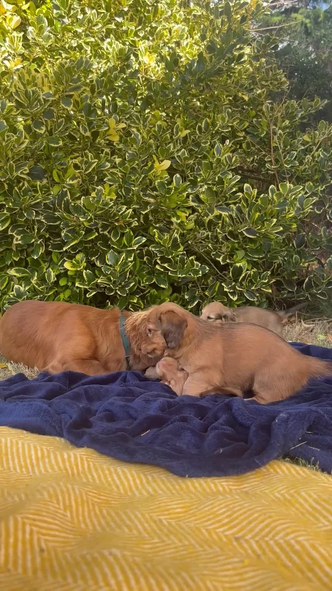 Dachshund dogs for sale: 2 American Red Long Haired Dachshund Puppies - Video 2