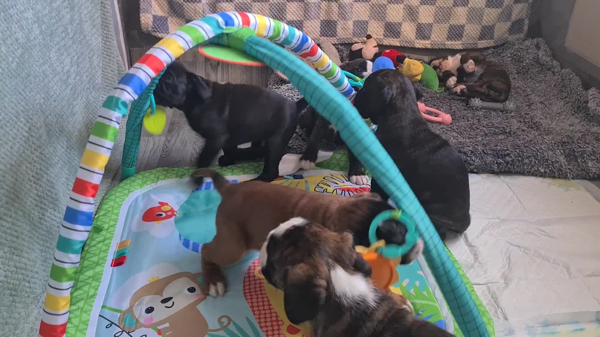 Boxer dogs for stud: New UK. Boxer Champion Bloodlines   - Video 1