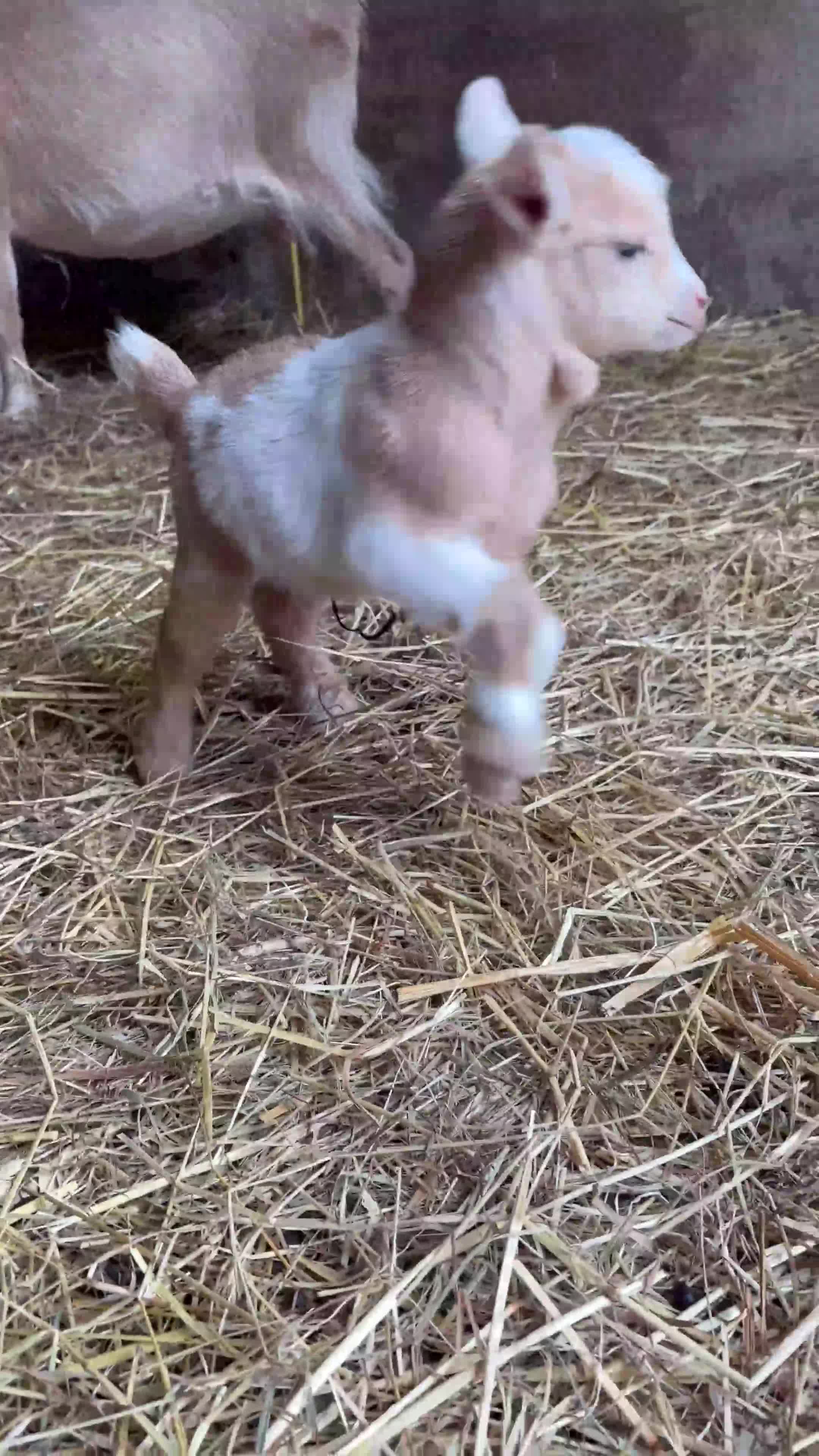Goats livestock for sale: Three Pygmy goat kids looking for homes  - Video 1