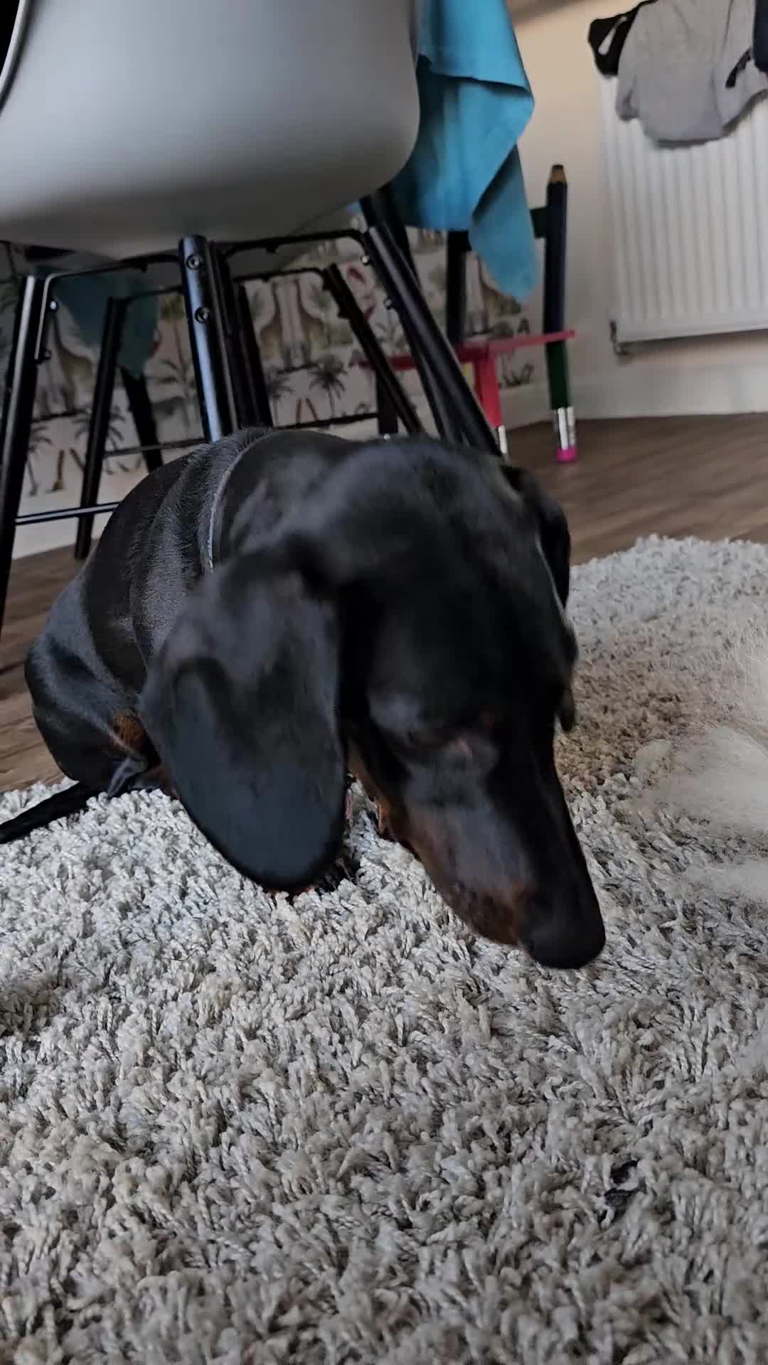 Dachshund dogs for sale: 4 year old spayed standard dachshund  - Video 2