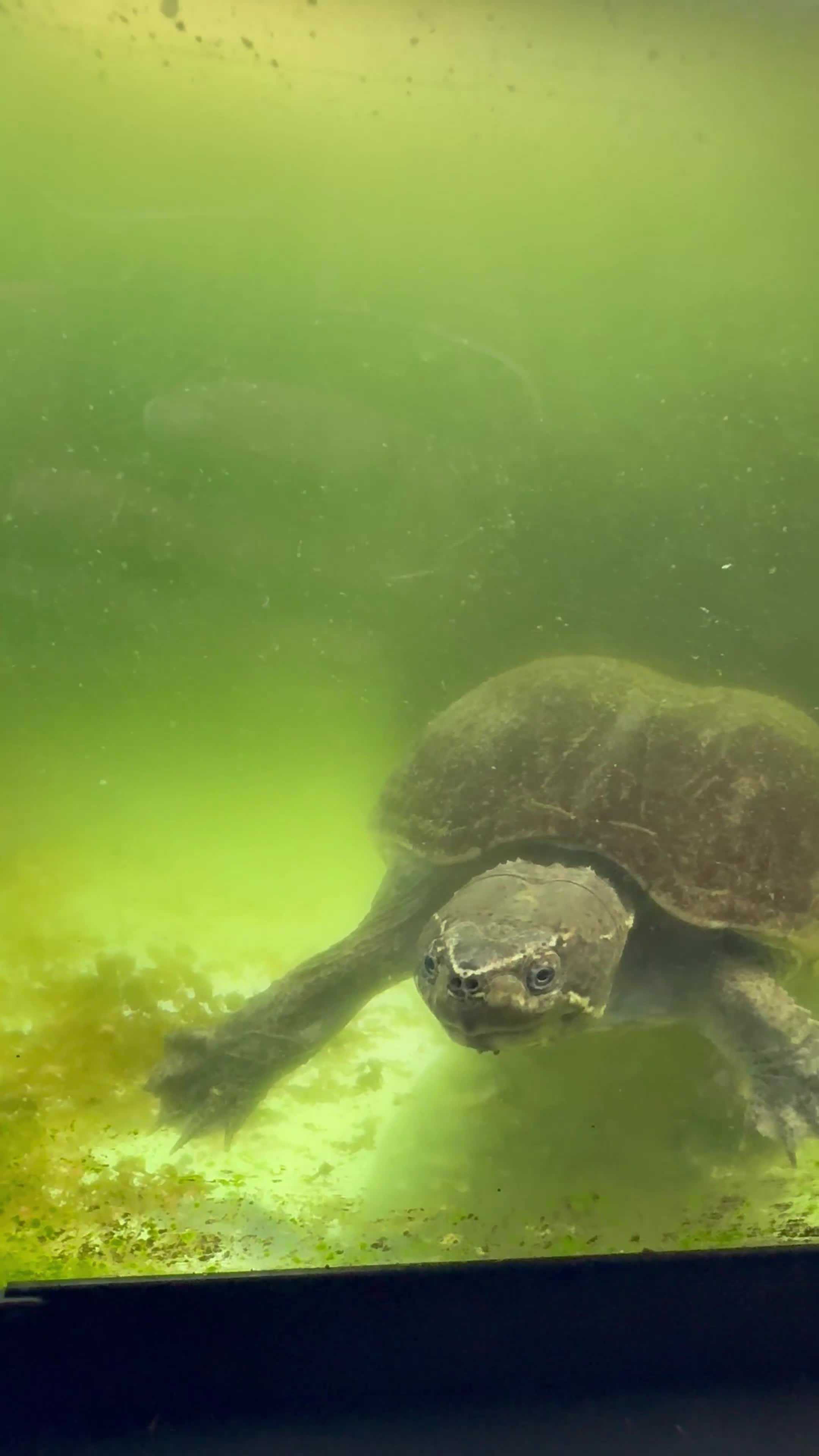 Terrapin reptiles for sale: Terrapins x2 - Video 2