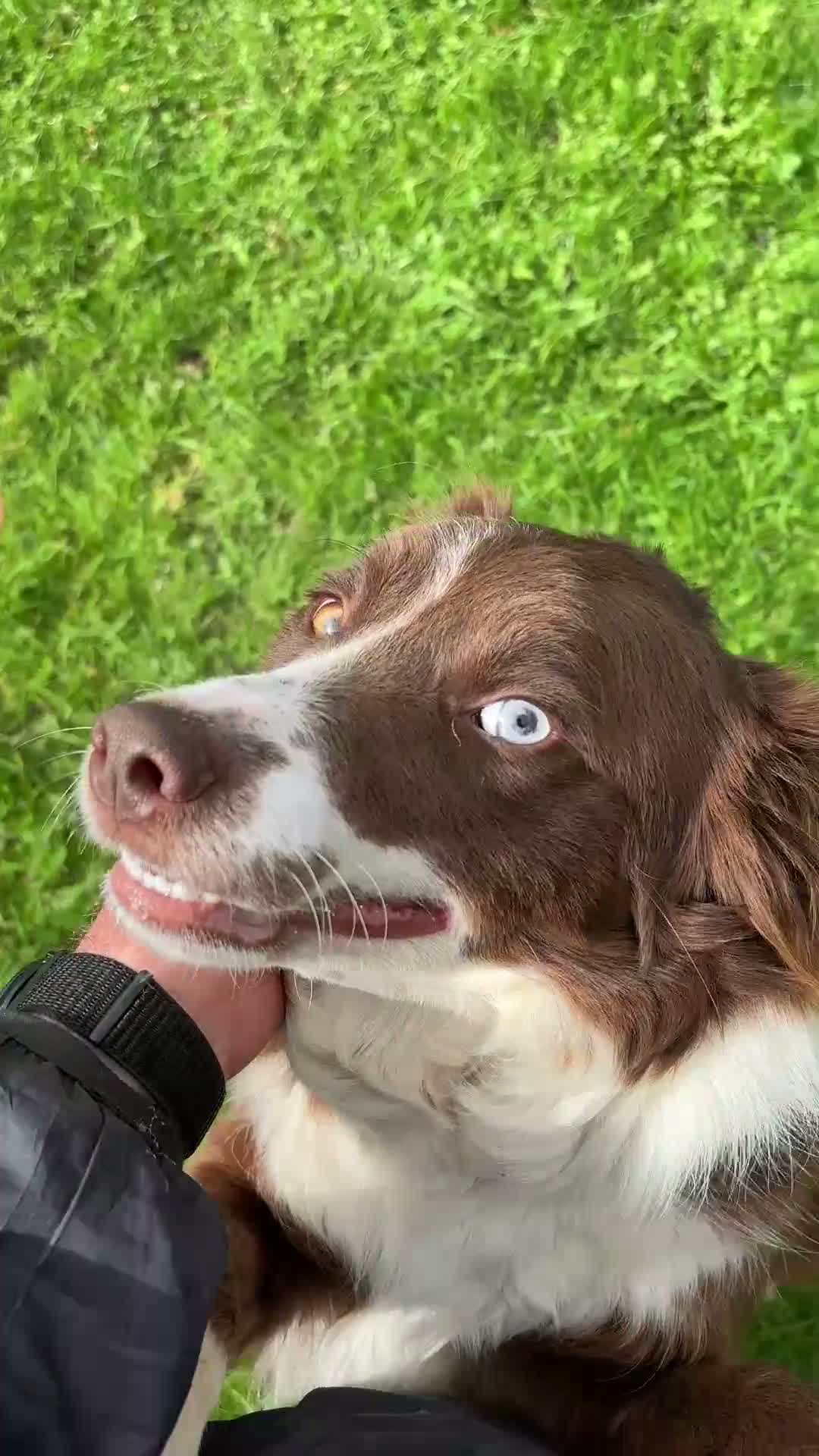 Border Collie dogs for sale: Beautiful 2-Year-Old Red Collie Bitch - Video 1