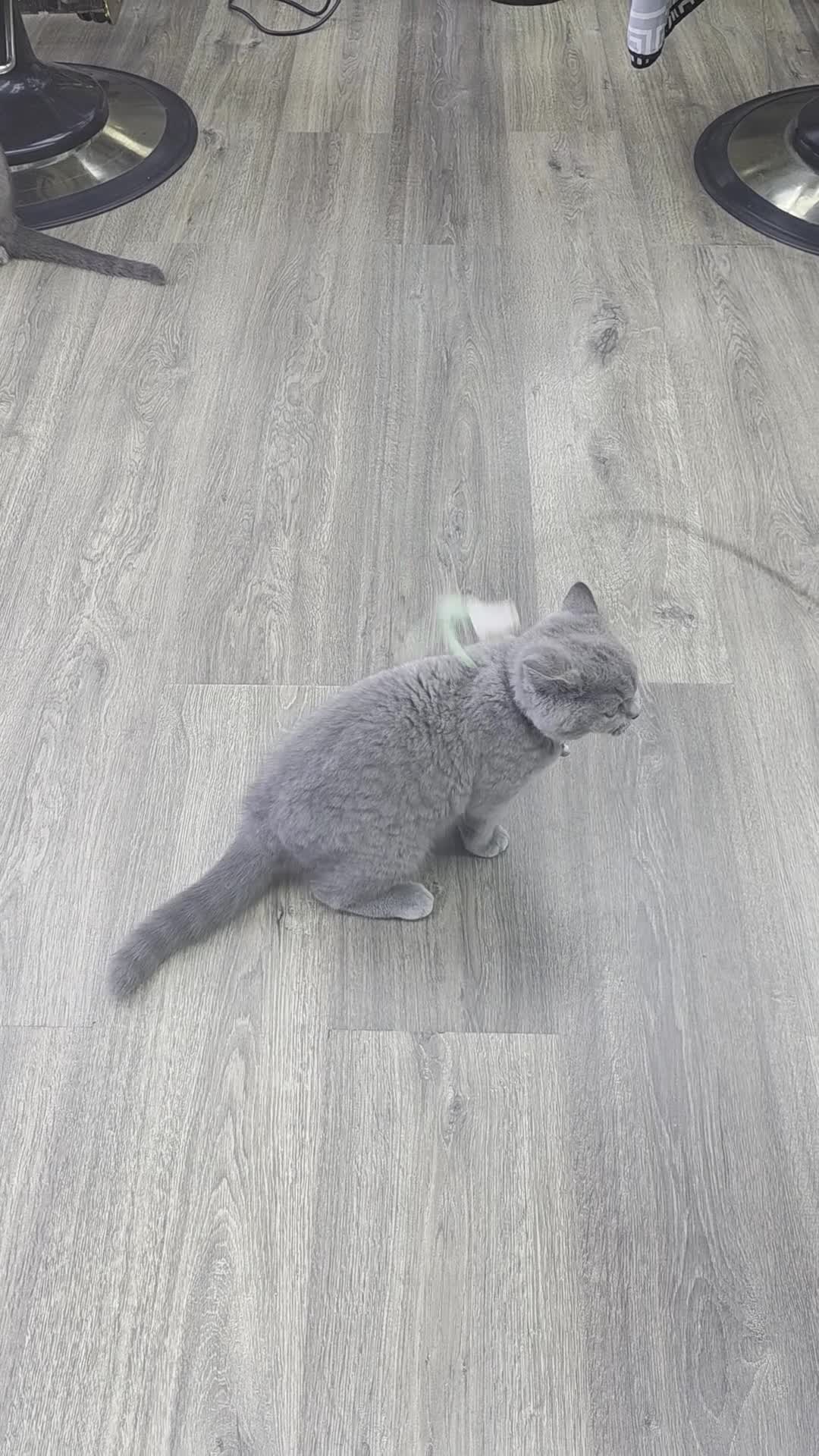 British Shorthair cats for sale: Healthy, Playful Kitten – Available Today in Manchester - Video 1