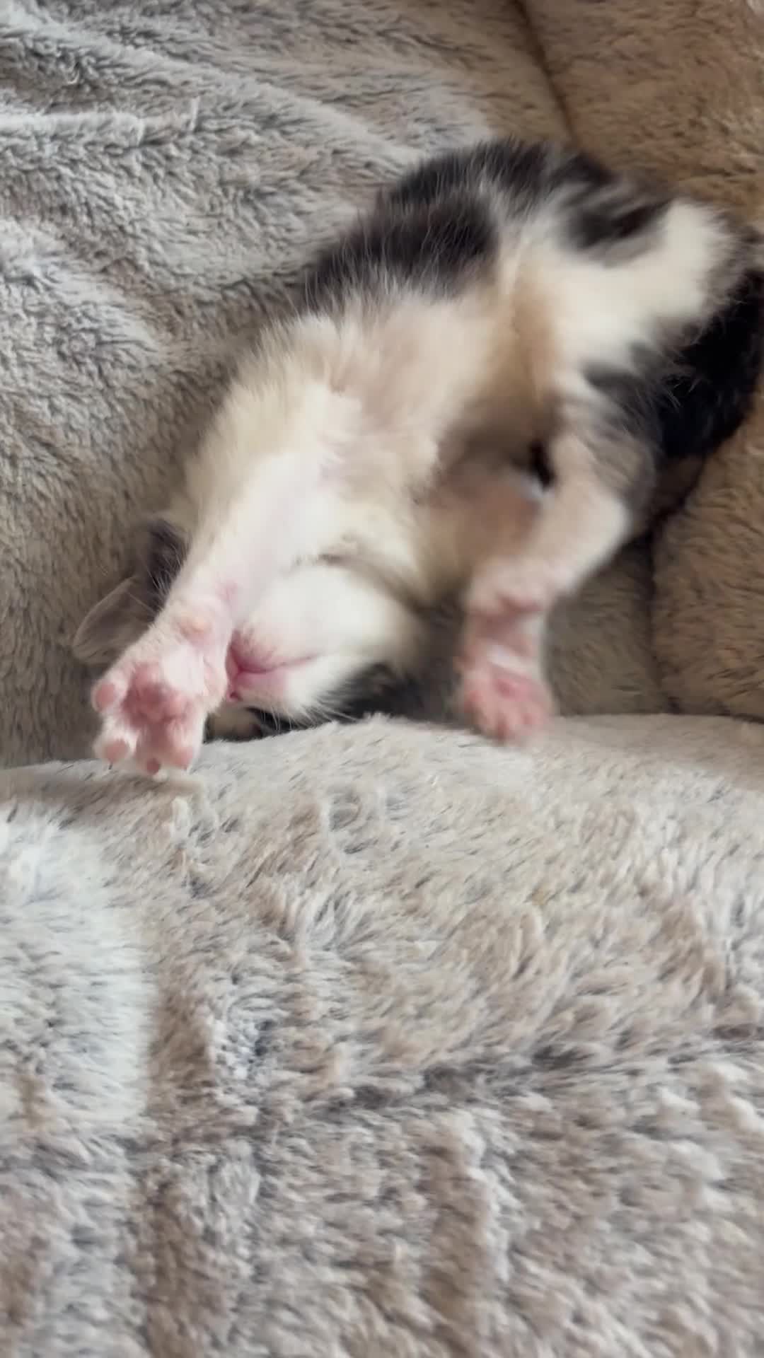 Mixed Breed cats for sale: 6 beautiful kittens ready on the 2nd may - Video 1