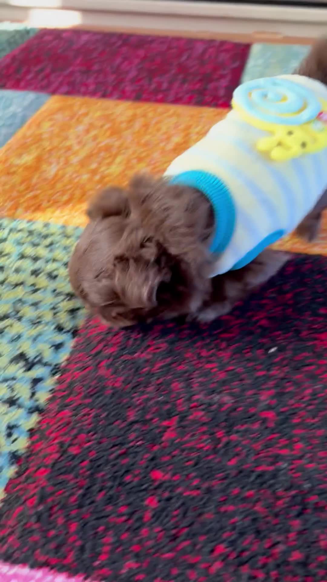 Chihuahua dogs for sale: Russian long-haired Chihuahua - Video 1