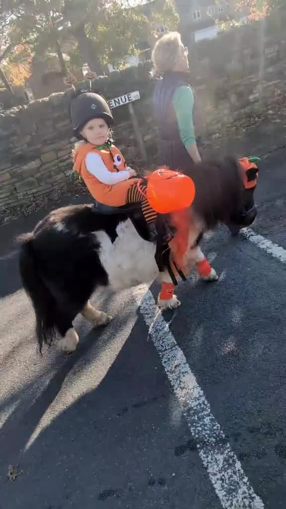 Shetland pony horses for sale: Rocco mini Shetland gelding 8hh - Video 2