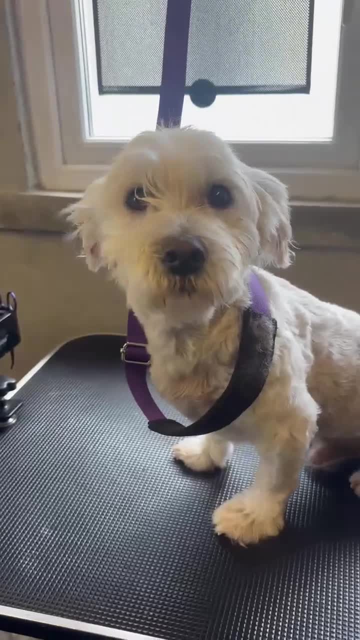 Mixed Breed dogs for adoption: Our little star Bijoux needs a loving home  - Video 1