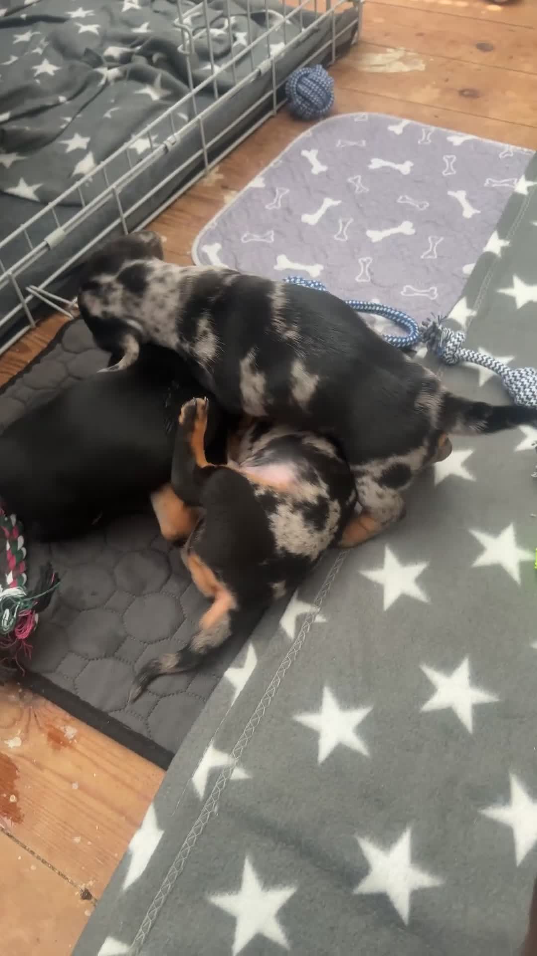 Miniature Dachshund dogs for sale: Venus is a mama to 5! - Video 5