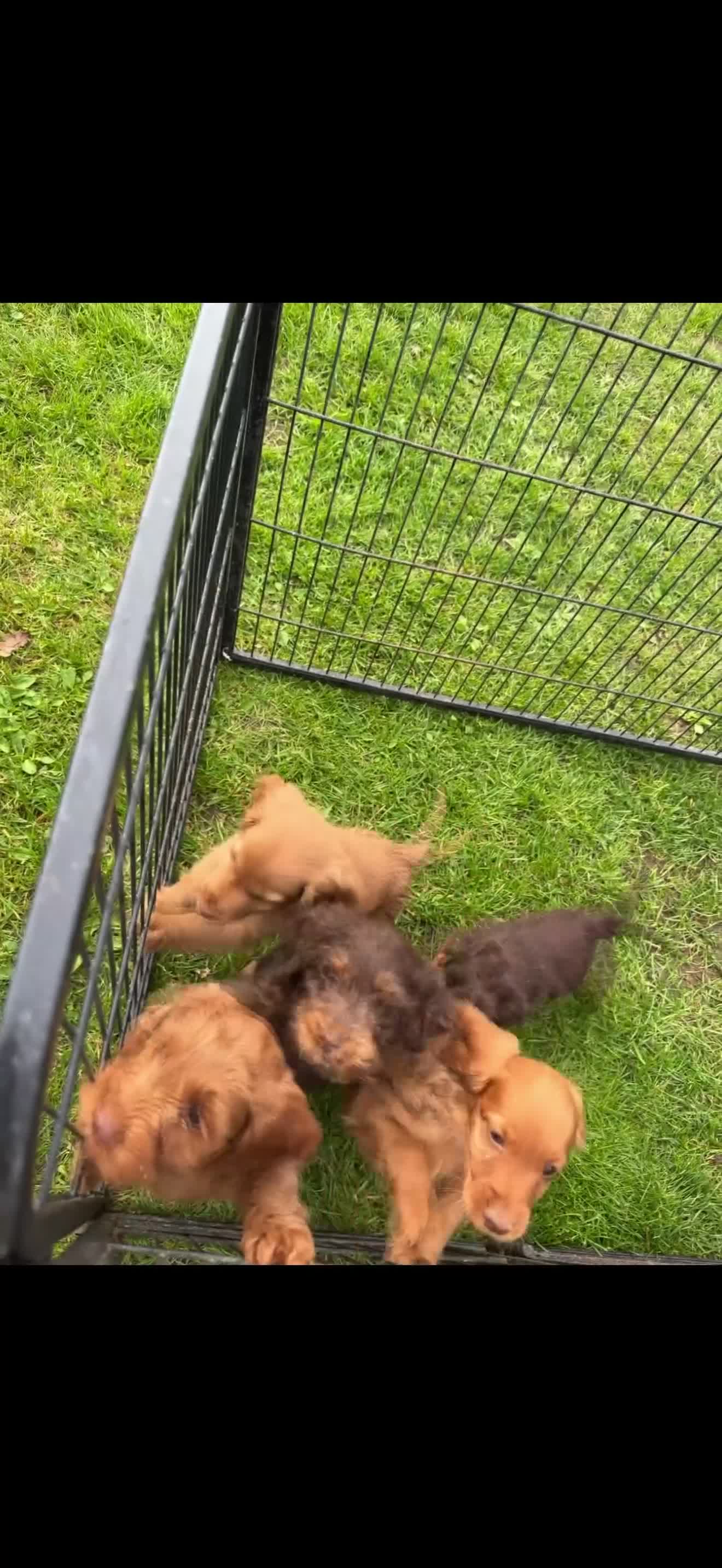 Cockapoo dogs for sale: 5 gorgeous cockapoo puppies  - Video 1