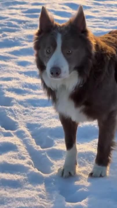 Border Collie dogs for stud: Exceptional Lilac & White DNA clear Border Collie in Saint Asaph - Video 1