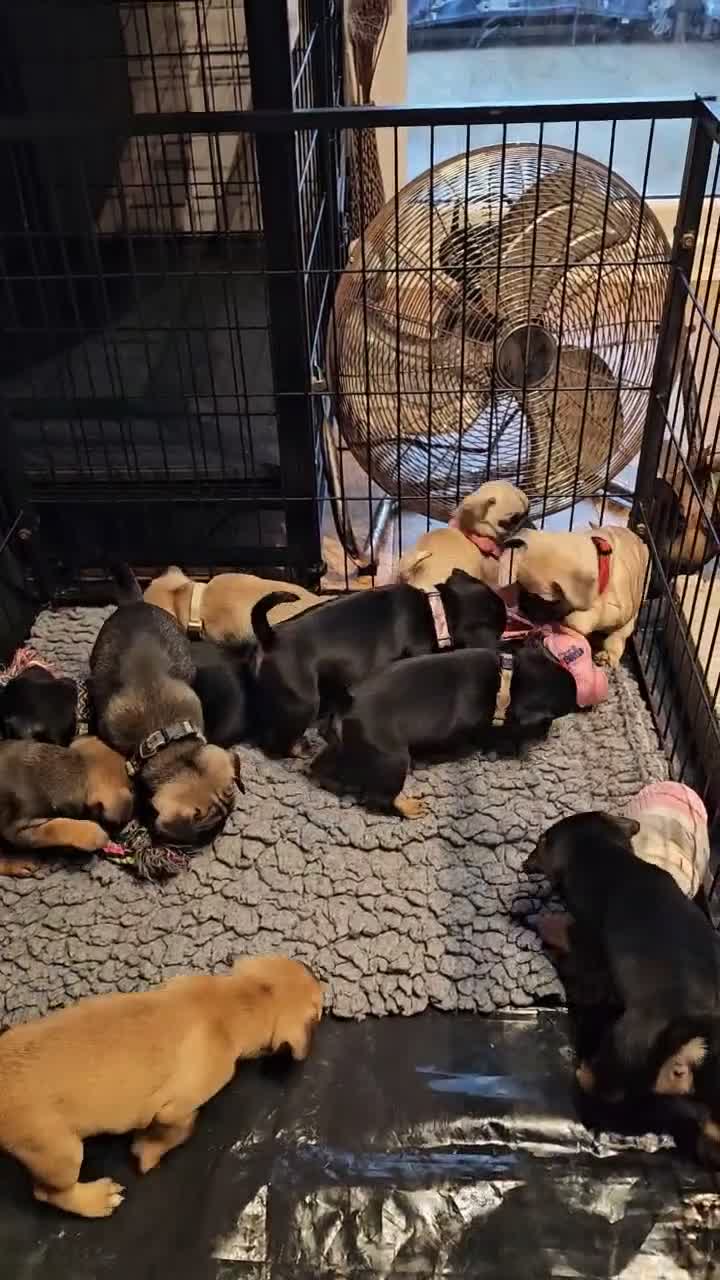 Frug dogs for sale: Fun-loving Frug pups seeking their forever family! - Video 3