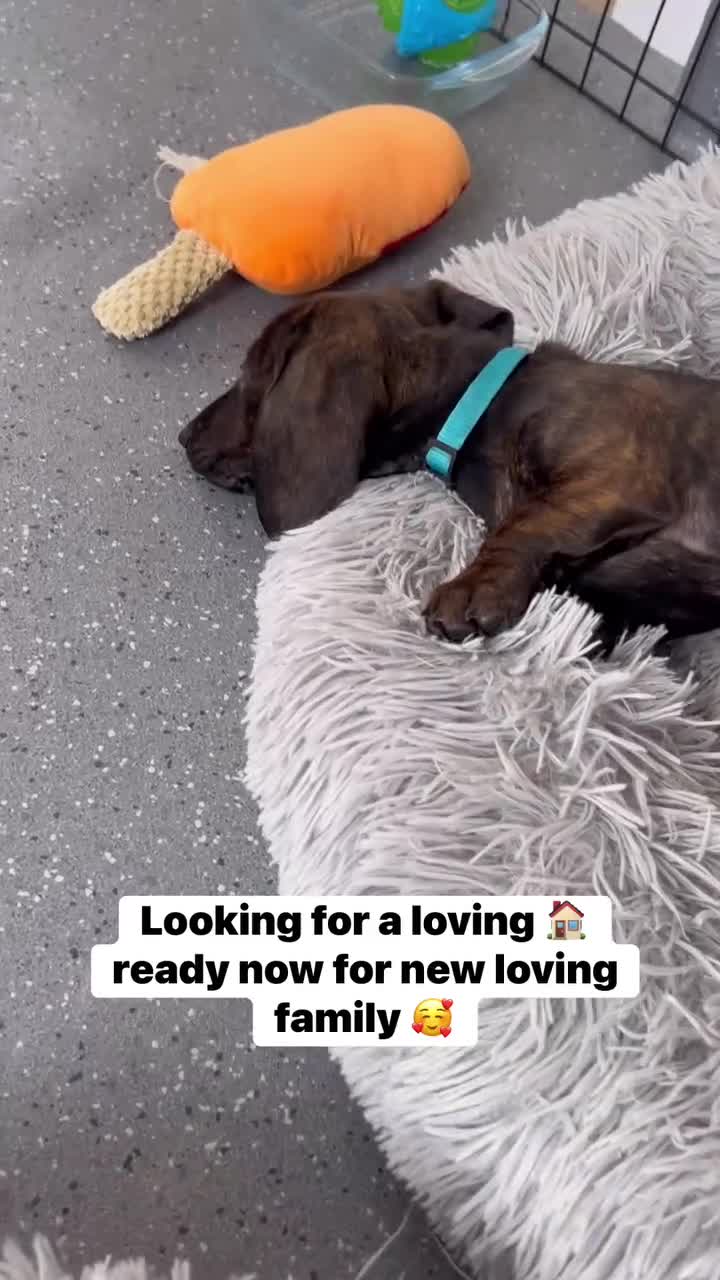 Dachshund dogs for sale: READY TO LEAVE NOW! 1 gorgeous girl available  - Video 1