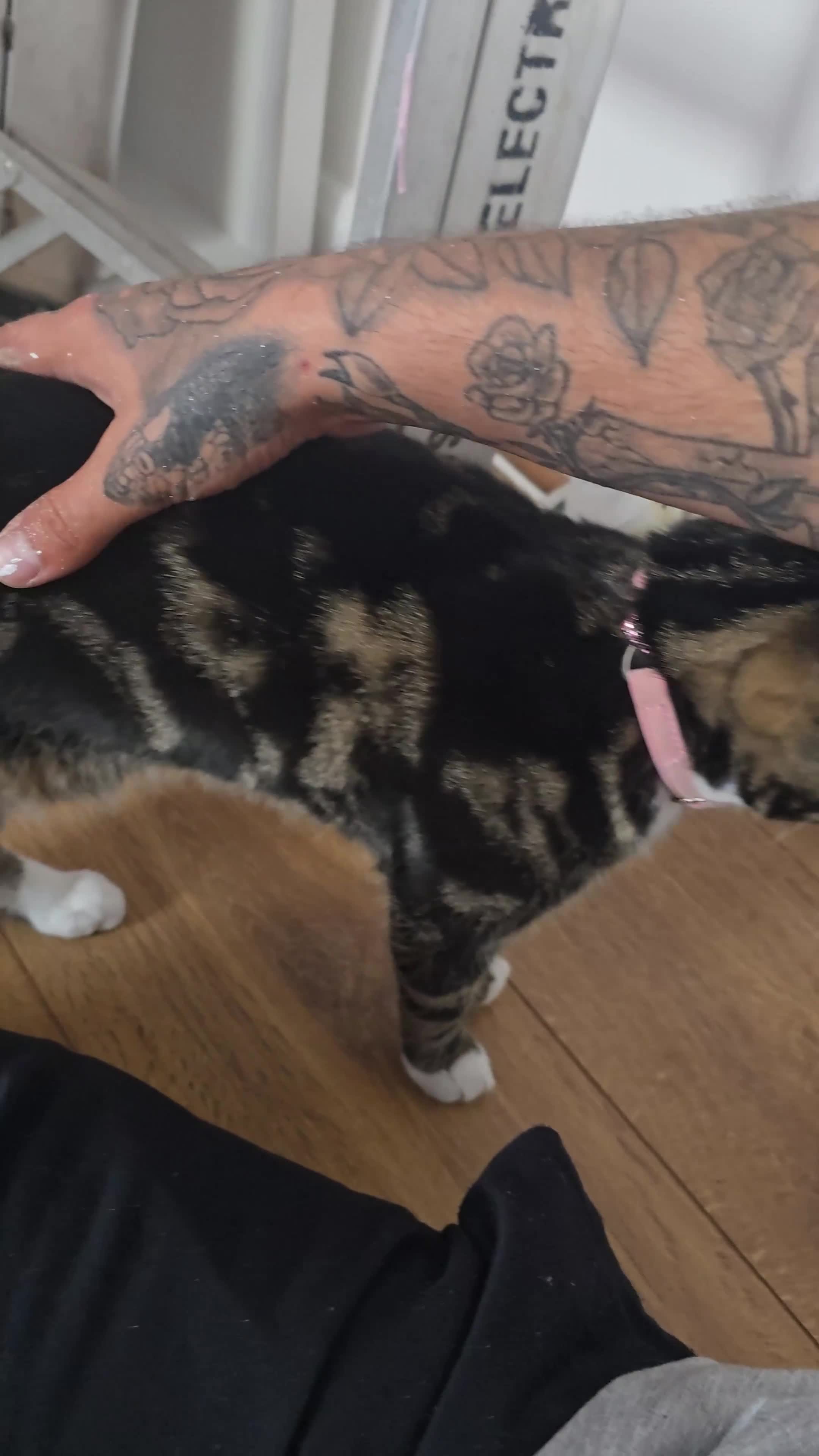 Mixed Breed cats for sale: Female cat tigger  - Video 1