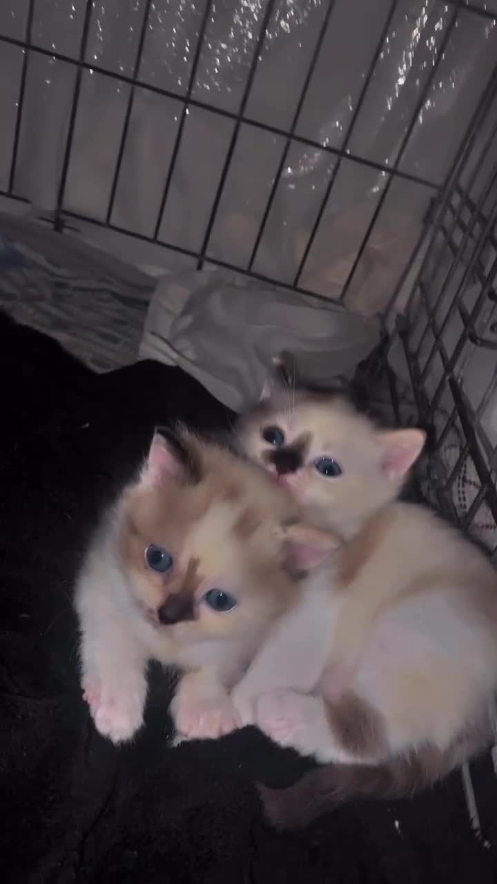 American Shorthair cats for sale: Gorgeous milky kittens for sale  - Video 2
