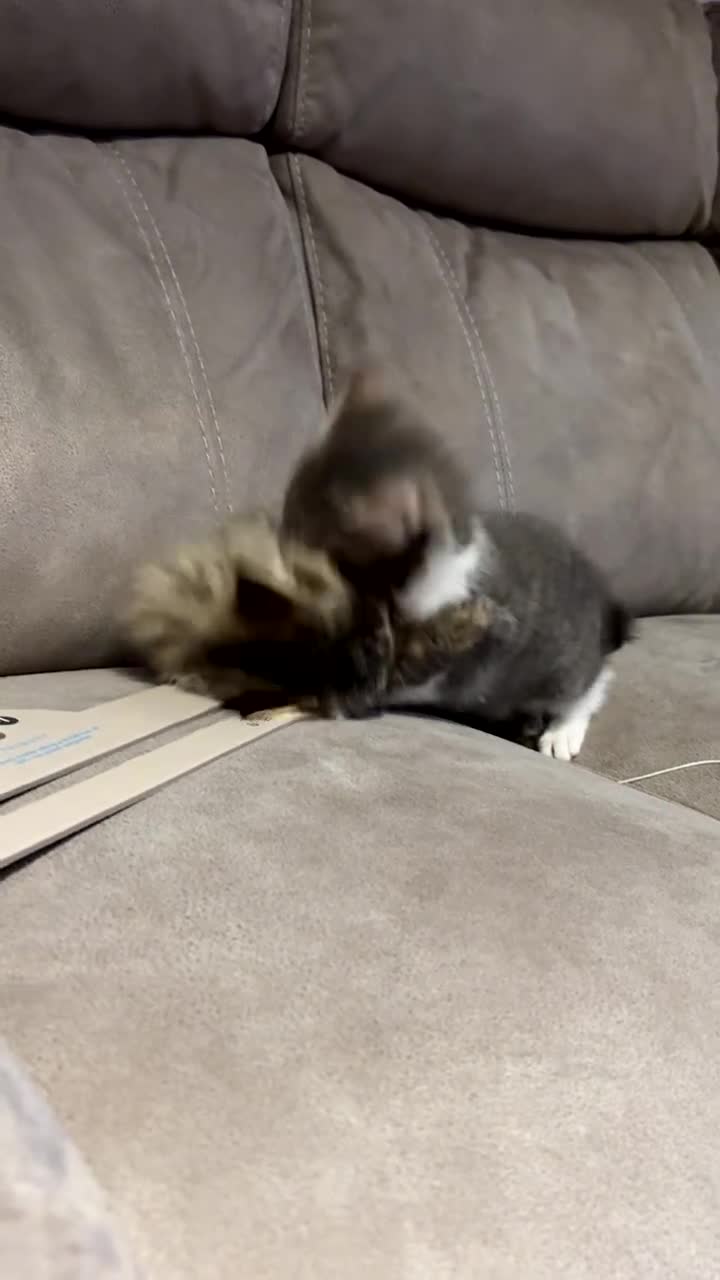 Domestic Shorthair cats for sale: Bueno & Oreo  - Video 2