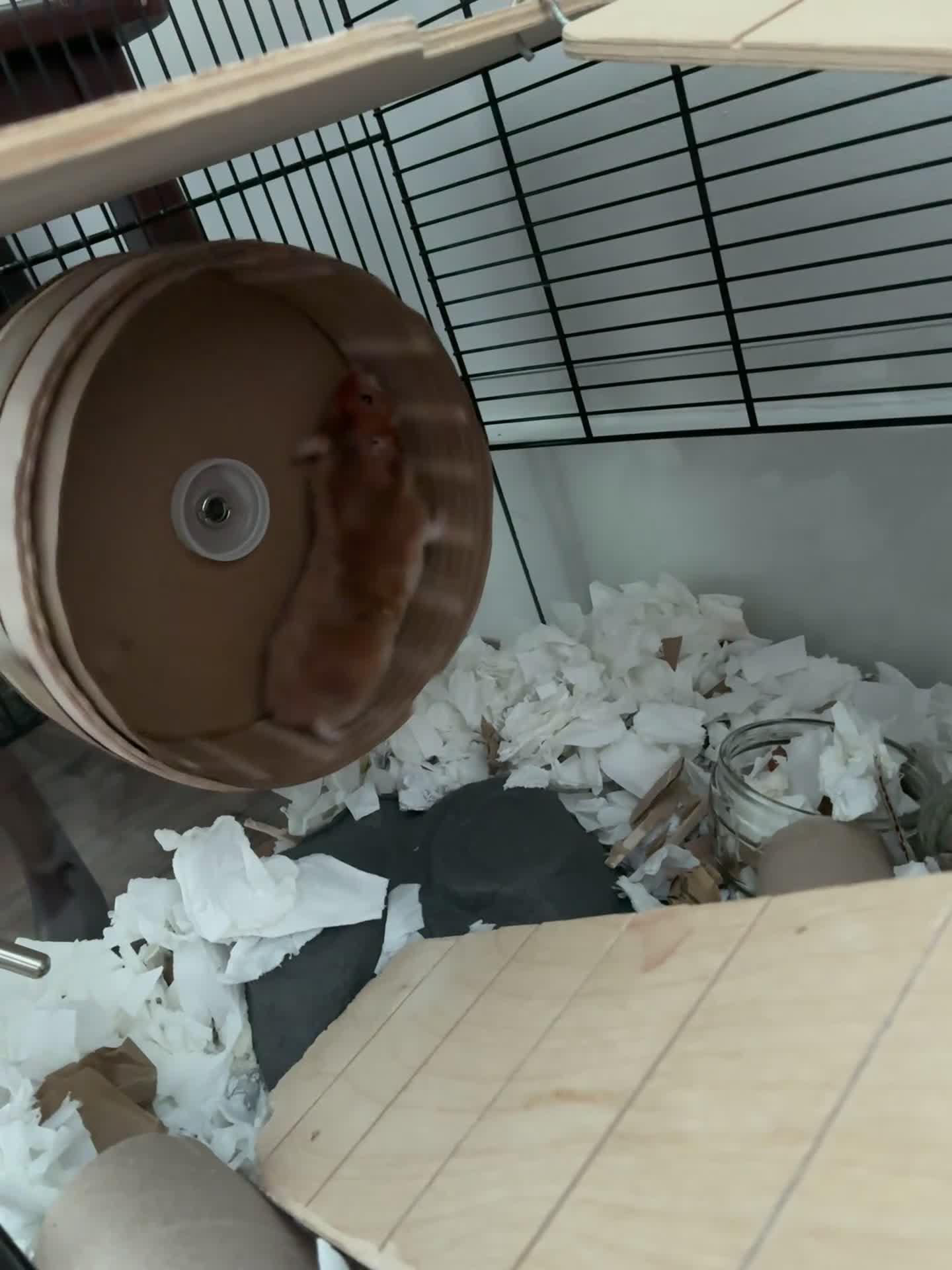 Hamster rodents for sale: Calm young hamster - Mocha  in Tonbridge - Video 1
