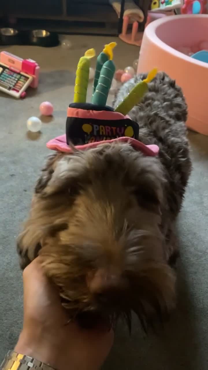 Cockapoo dogs for sale: Lovely cockapoo  - Video 1