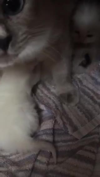 Ragdoll cats for sale: Purebred Ragdoll Kittens HCM PKD  clear - Video 2