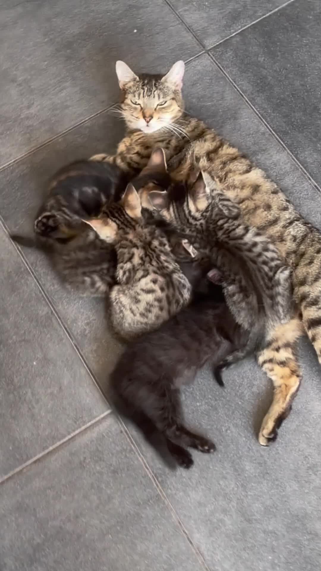 Bengal cats for sale:  Bengal kittens ready for their forever home - Video 1