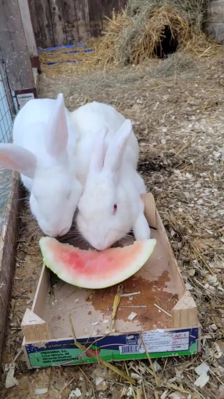 New Zealand rabbits for sale: New Zealand White Rabbits - Video 1