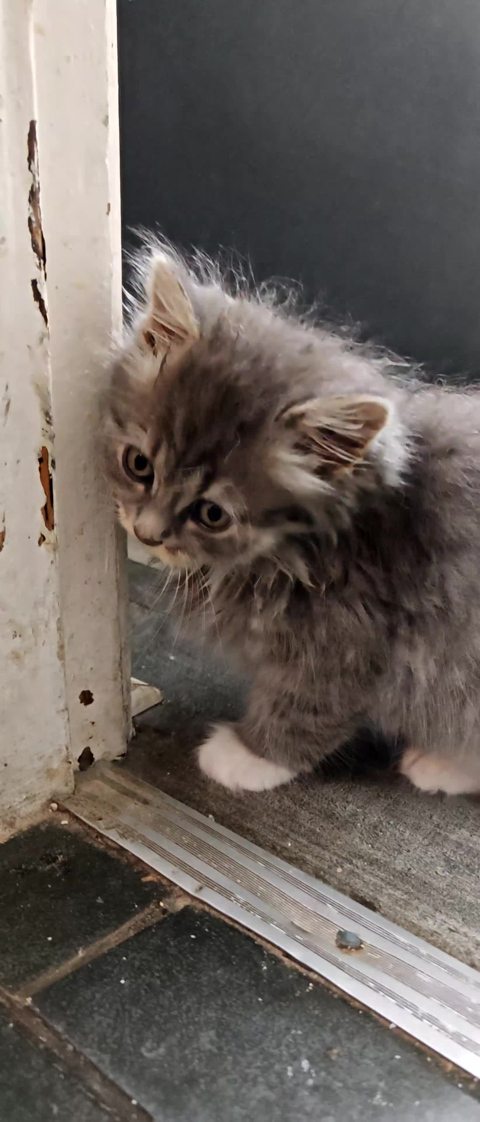 Mixed Breed cats for sale: Adorable Fluffy Persian Cross Kittens–🐱✨  - Video 4