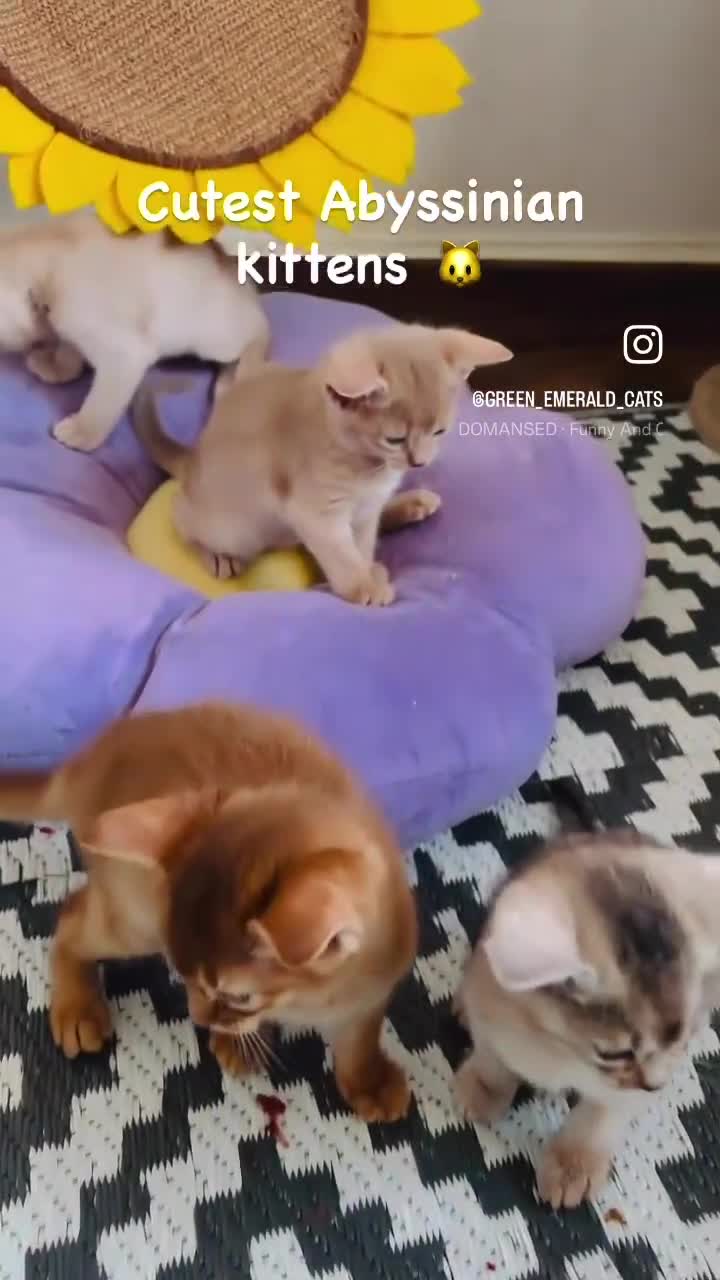 Abyssinian cats for sale: Pure pedigree Tica registered Abyssinian kittens  - Video 4